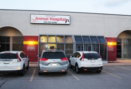 Hwy 403 Dundas Animal Hospital